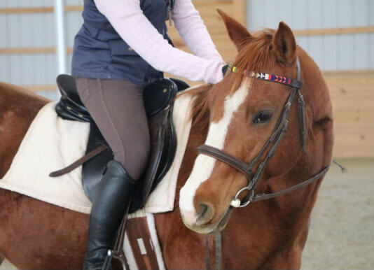 Horse Class Image