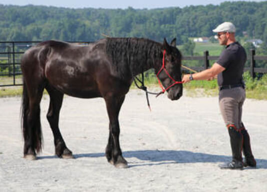 Horse Class Image