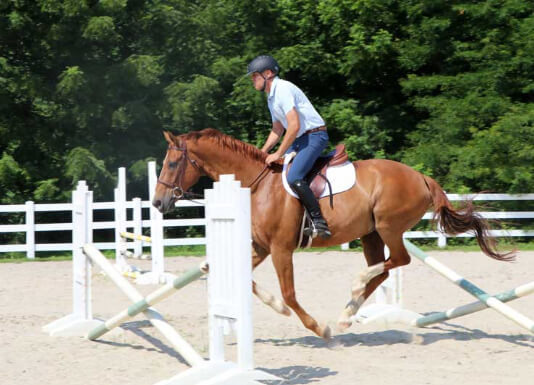 Horse Class Image