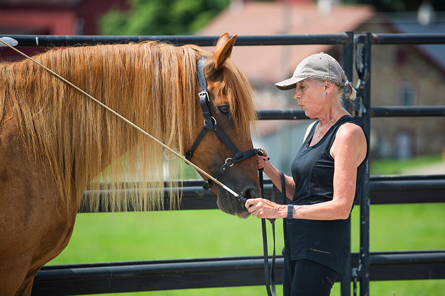 3 Times to Use In Hand Work with Your Horse