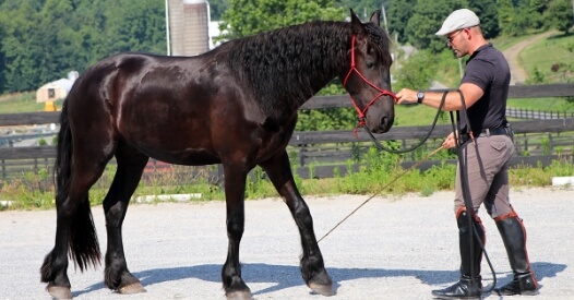Horseclass Image