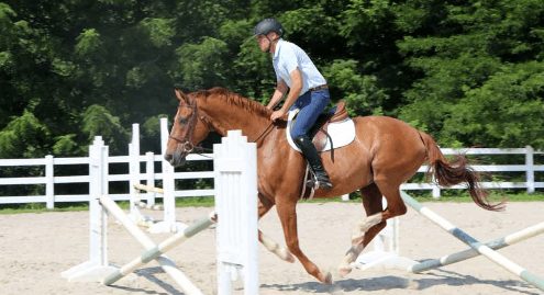 Building the Showjumper