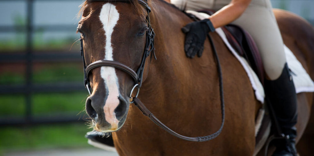 Horse Class Image