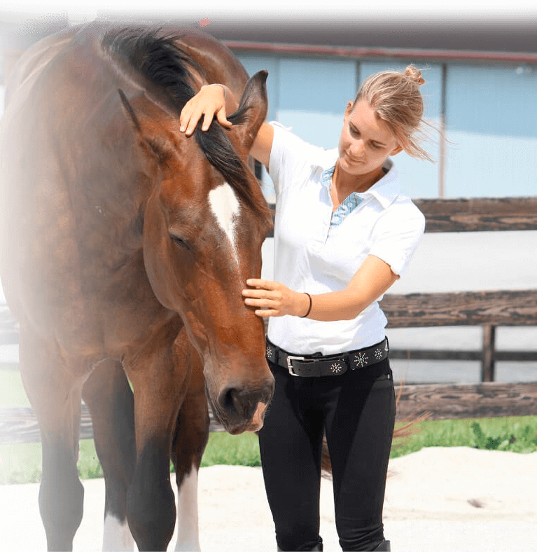 Horse Class Mobile Background Image