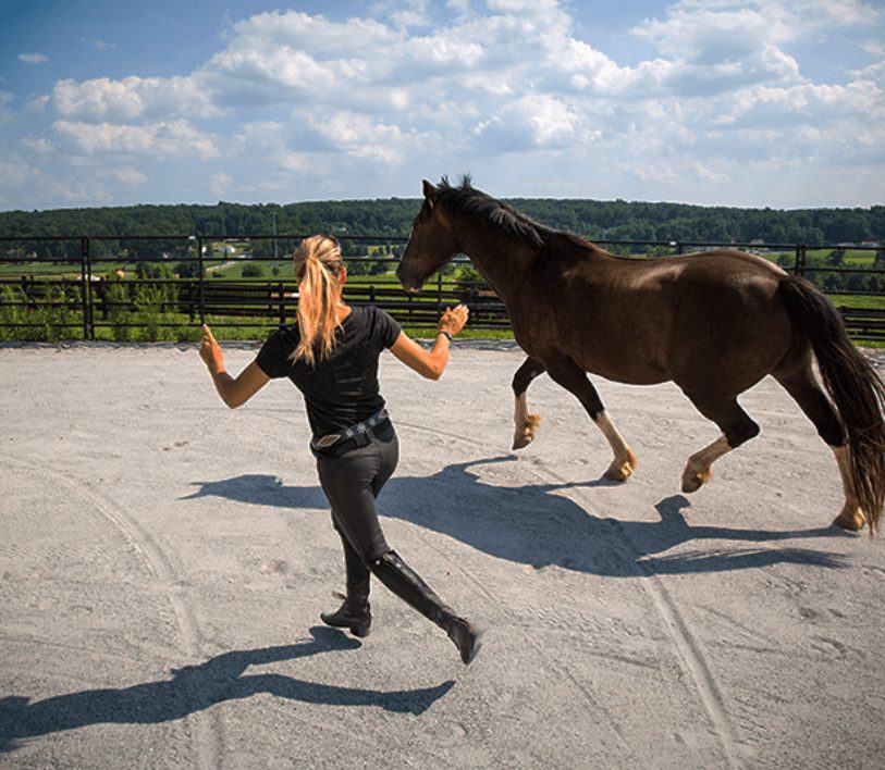 Horse Class Image