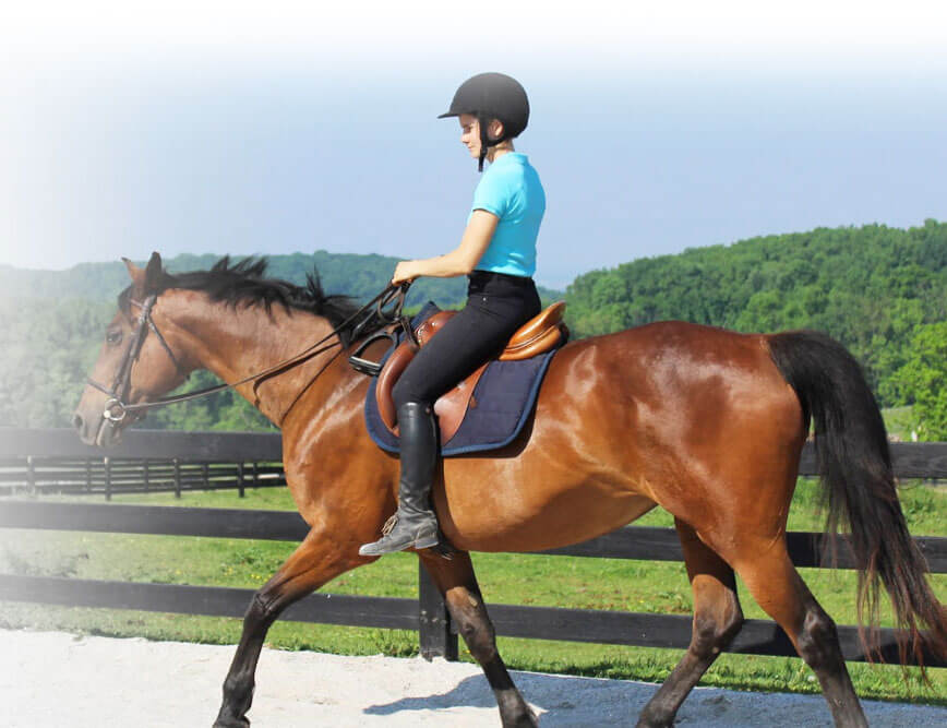 Horse Class Mobile Background Image