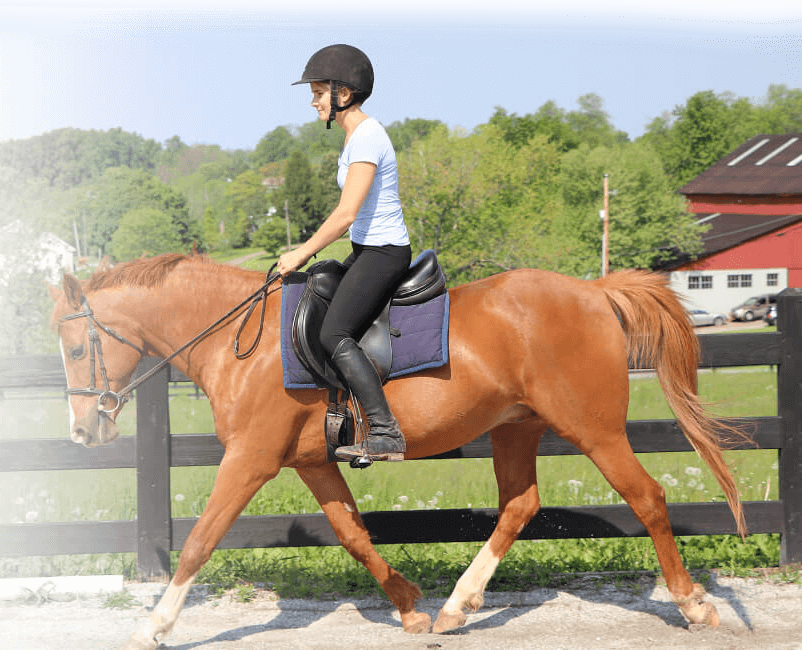 Horse Class Background Image