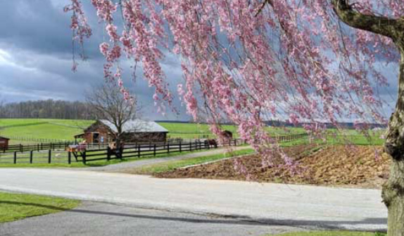 Honey Brooks Stables