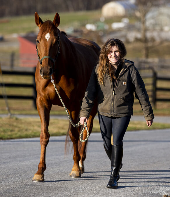 Horse Class Image