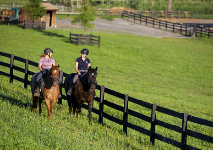 Horse Class Image