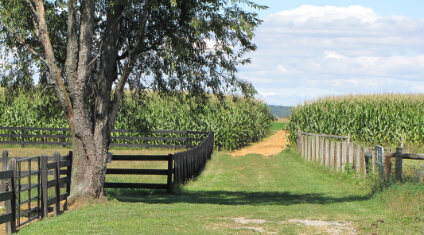 Horse Class Image