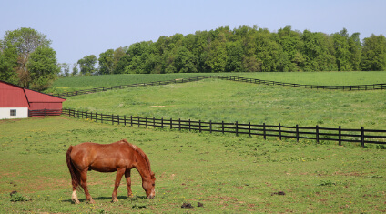 Horse Class Image