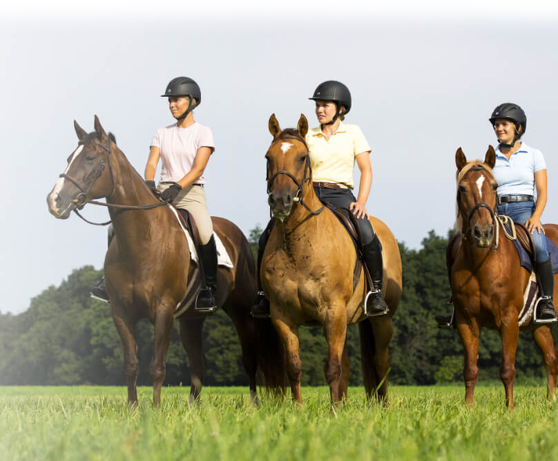 Horse Class Mobile Background Image