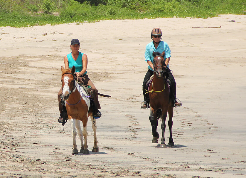 Horse Class Image