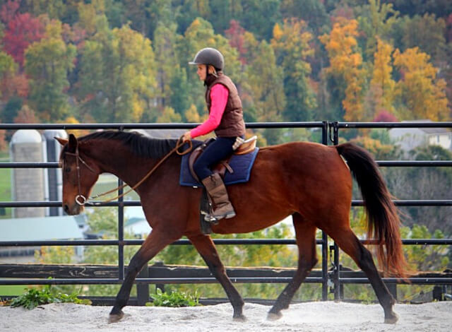 Horse Class Image