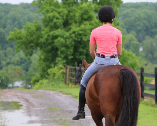 Horse Class Image