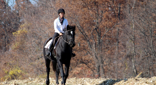 Horse Class Image