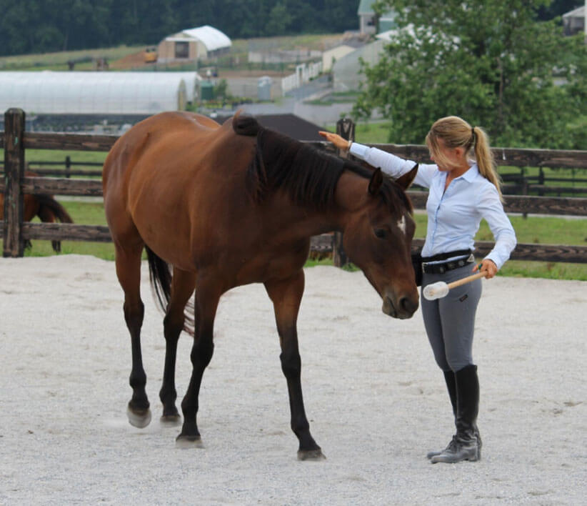 Horseclass Image