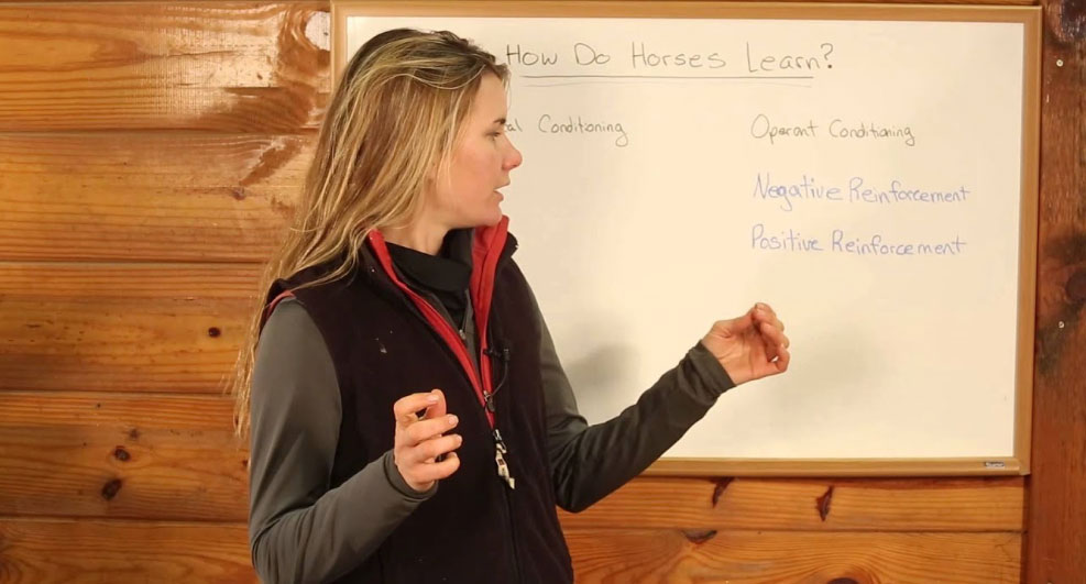 Horse Class Video Overlay Image