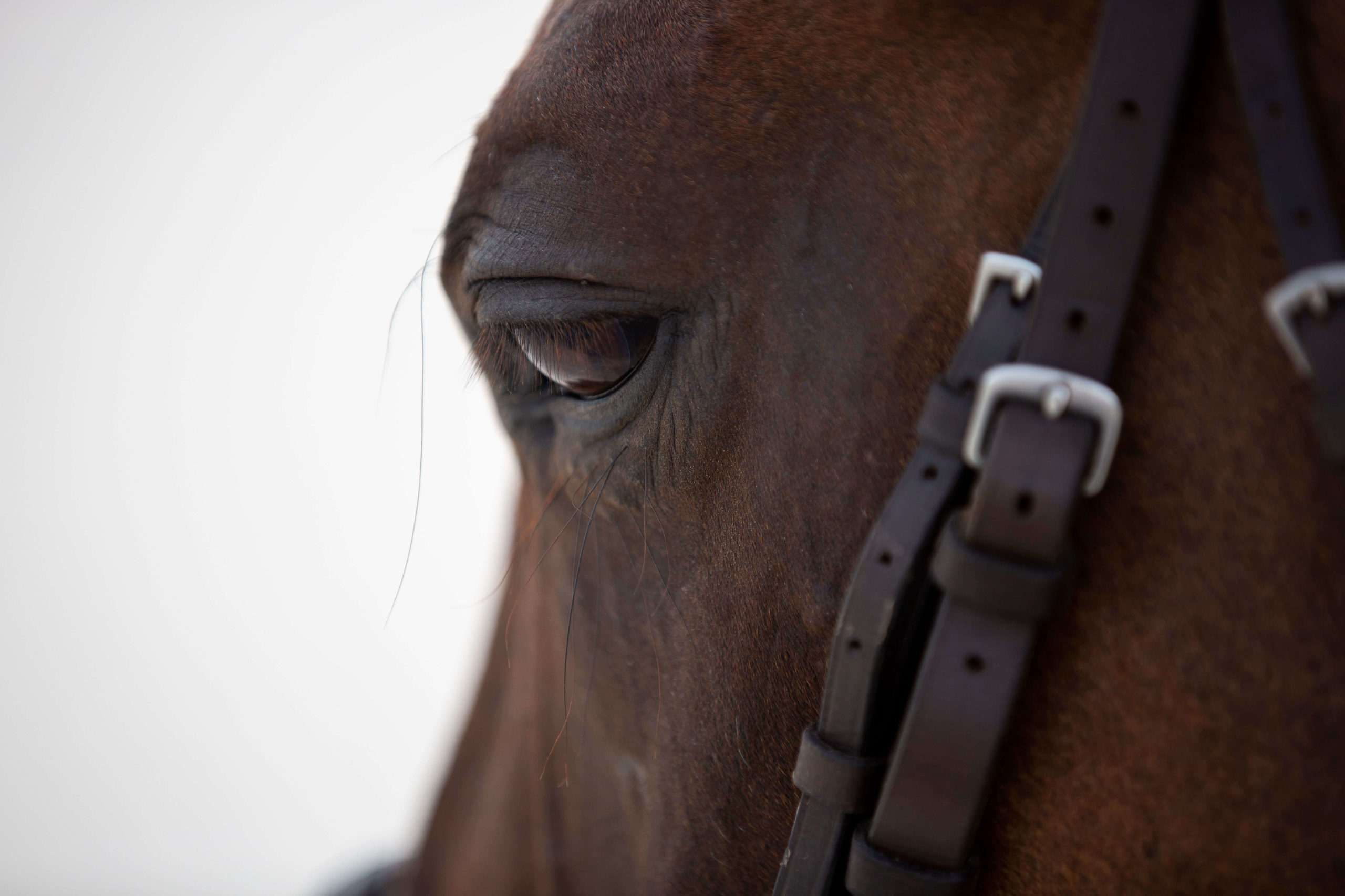 Giving an Eye Medication with Positive Reinforcement