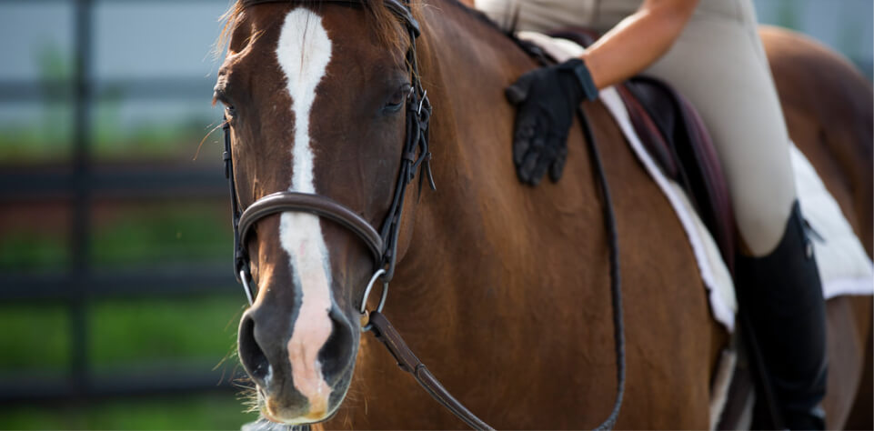 Stay In The Saddle - HorseClass