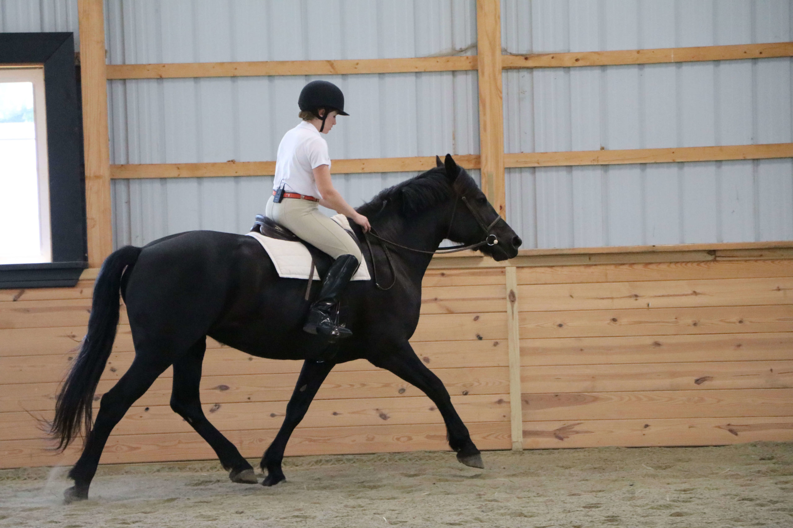 Why Does My Horse Carry His Head So High? - HorseClass