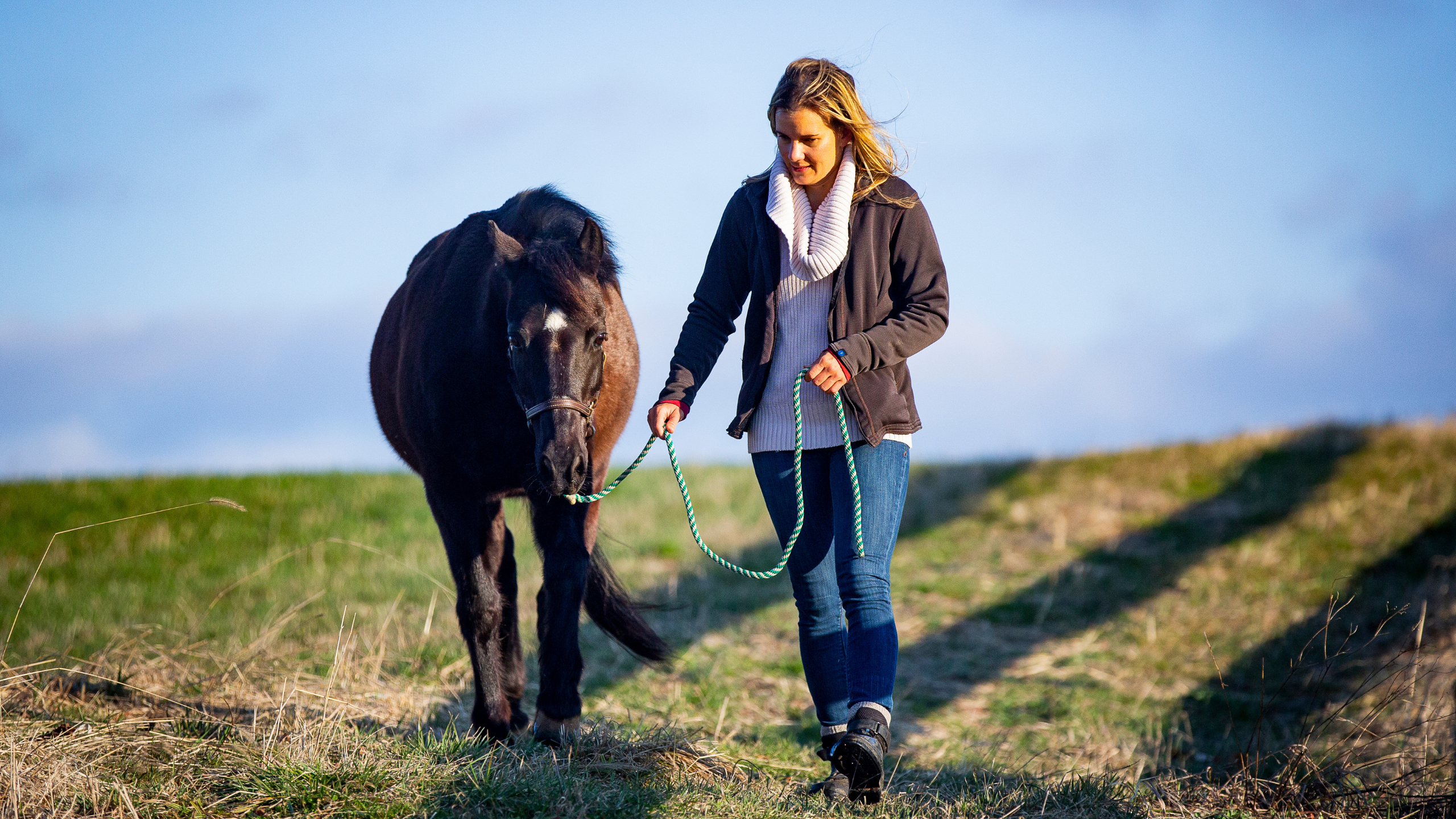 Helping a Barn or Buddy Sour Horse Become Calm