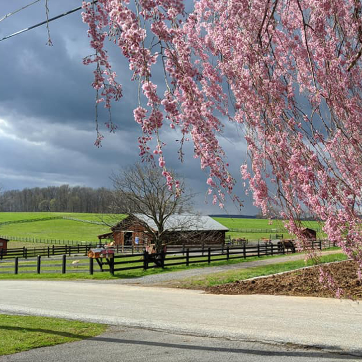 Honey Brook Stables Fields