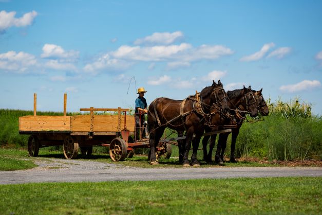 Horse n Wagon