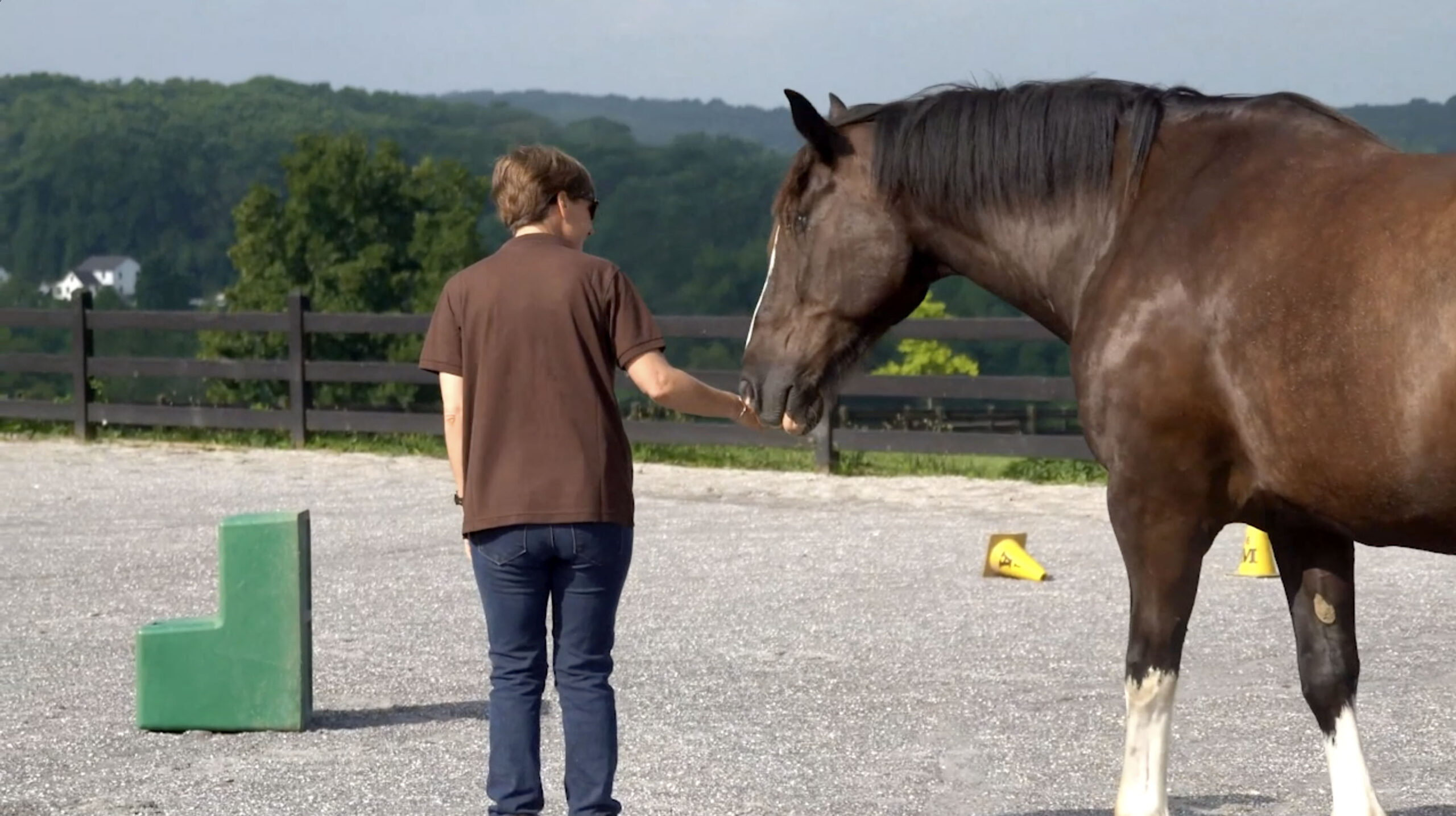 How is Your Relationship with Your Horse? Understanding the “Emotional Bank Account”