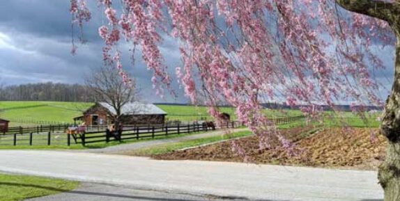 Honey Brooks Stables